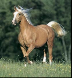 20071001130928!Palomino_Horse.jpg