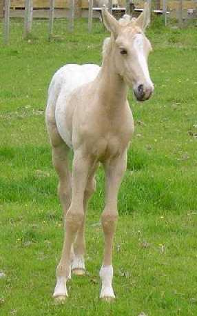 PalominoColt1a.jpg