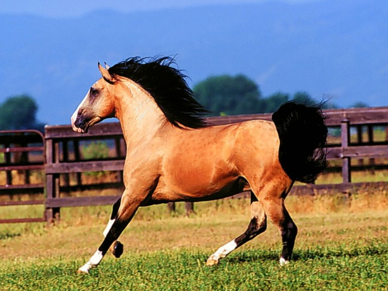 Buckskin%20Lusitano.jpg