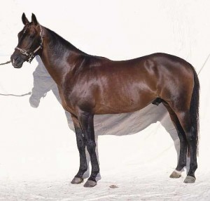 Obrazek