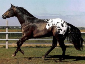 Obrazek