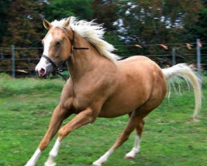 Obrazek