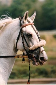 Obrazek