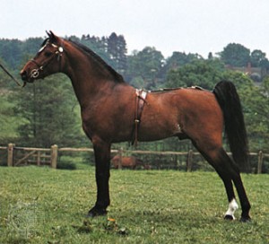 Obrazek