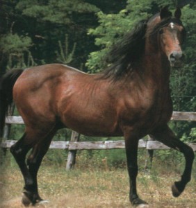 Obrazek