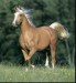 20071001130928!Palomino_Horse.jpg